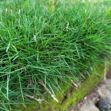 Myers Sod