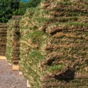 Bermuda Sod